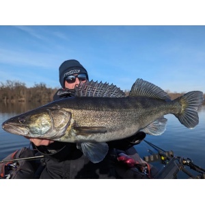 Rapala Shad Rap SR07 ROL Live Roach 7cm 8g - Img 6