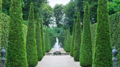 Gard viu - O soluție estetică și funcțională pentru grădina ta