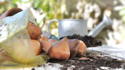 Bulbi de flori: Ghid pentru plantare și îngrijire