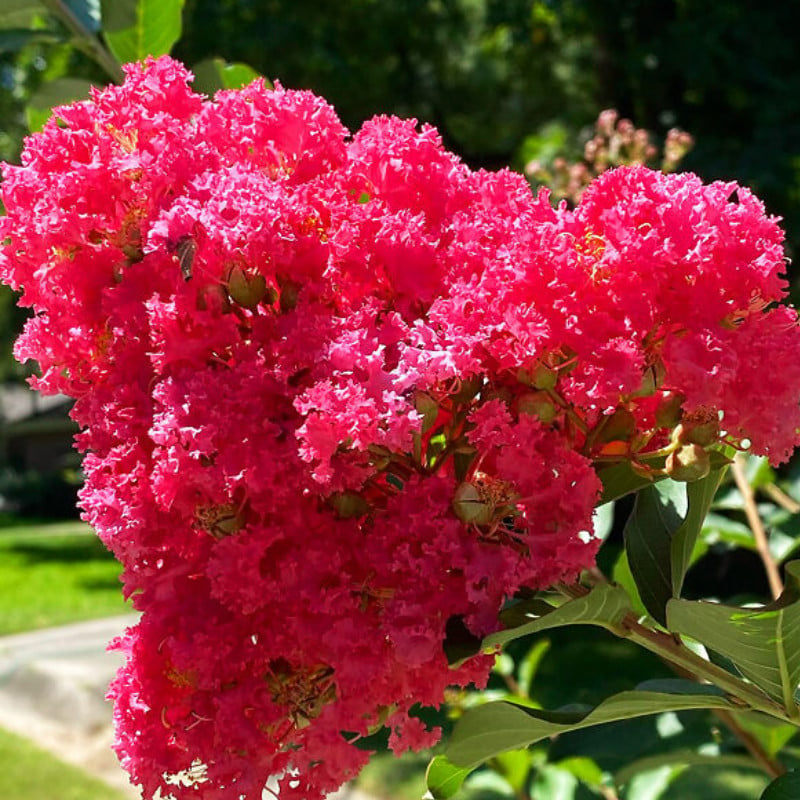 Liliac Indian Lagerstroemia Ind Coccinea