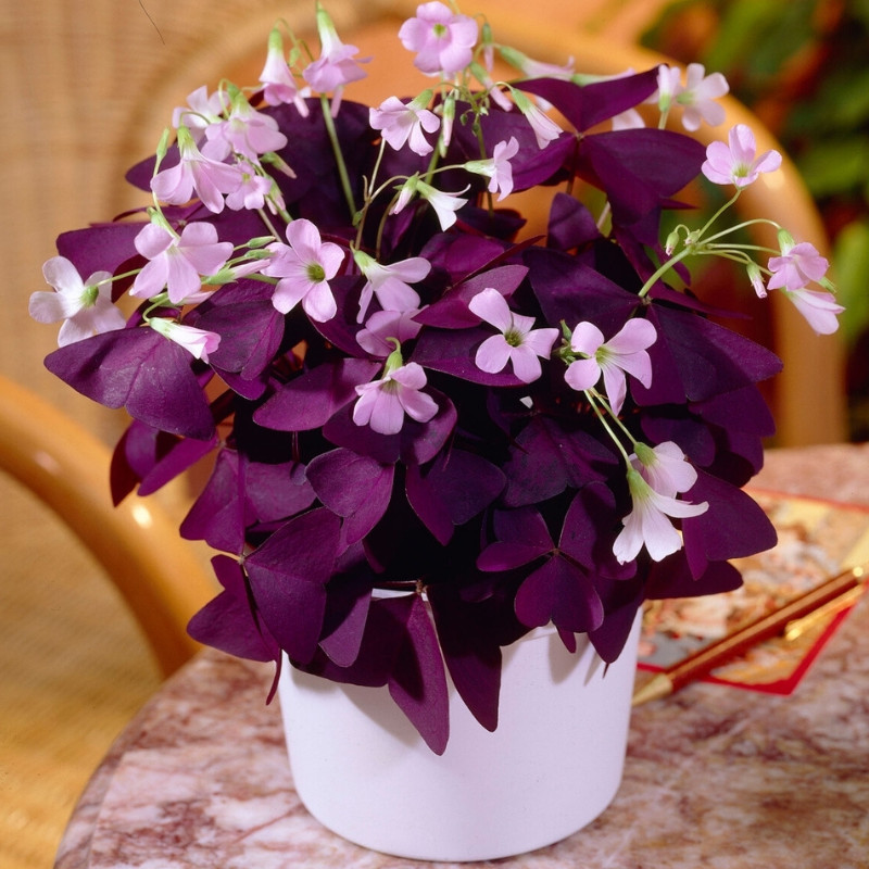 Oxalis Triangularis (Oxalis triangularis, Šťavelu Trojhranného, které mohou, Květy jsou) Oxalis Triangularis