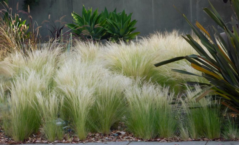 iarba-ornamentala-stipa-tenuissima-pony-tail-ghiveci
