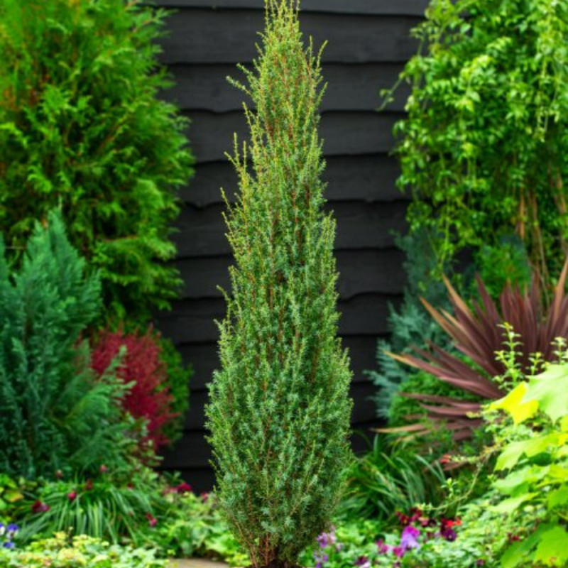 ienupar-sentinel-juniperus-