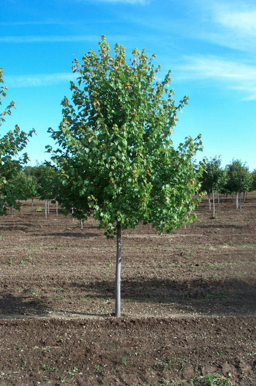 Artar rosu canadian (Acer rubrum) 90-120 cm