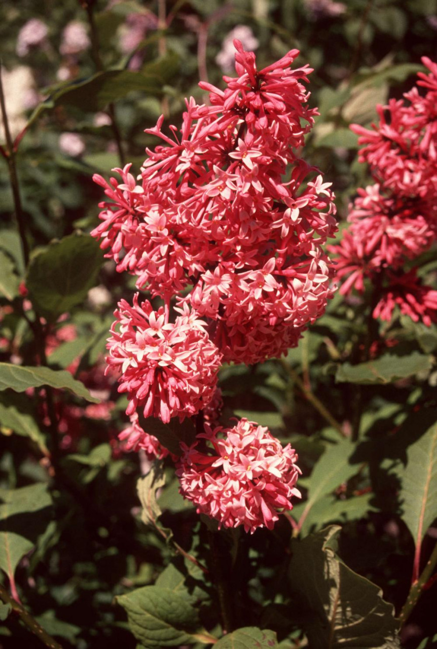 Liliac roz (Syringa prestoniae Miss Canada)