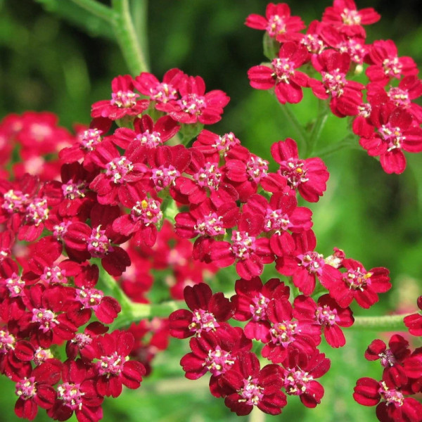 hardiness zone 5 plants Year-Round USDA Zone 5 Seed Bank With Seed Storage Box