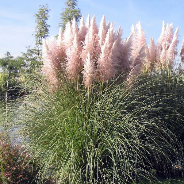 Iarba de pampas (Cortaderia selloana Rose Plumme) 50-80 cm