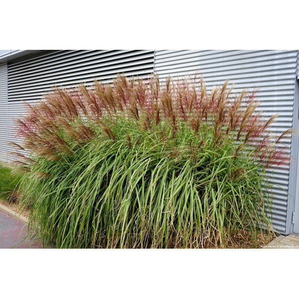 Iarba elefantului Red Chief (Miscanthus sin. Red chief)