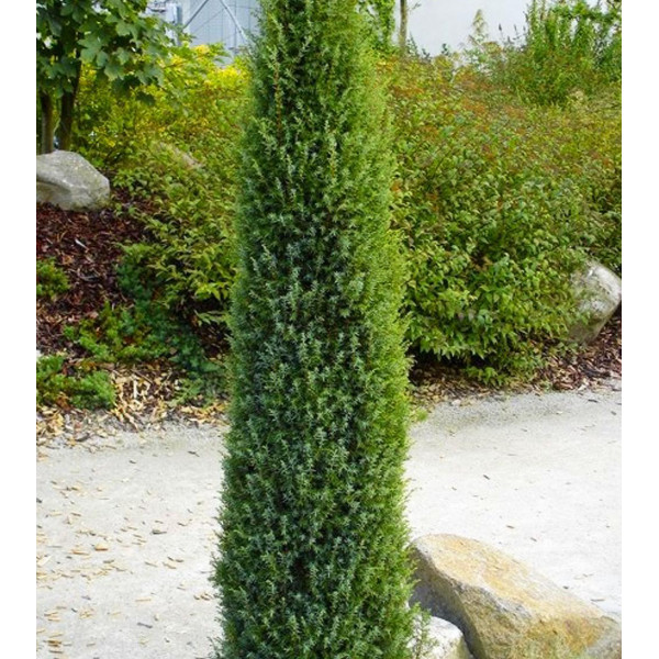 Ienupar Arnold (Juniperus communis Arnold)