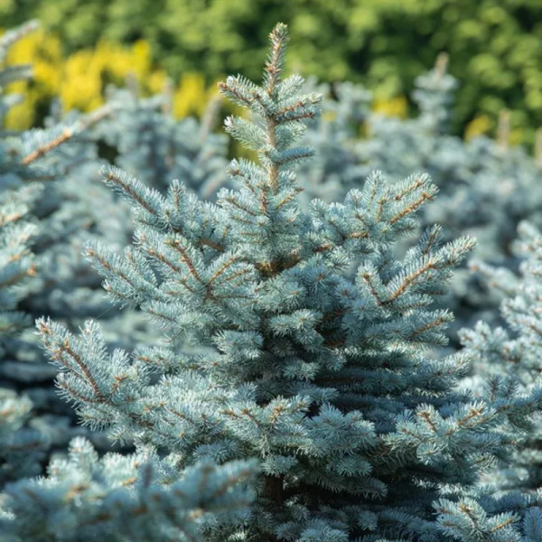 Molid argintiu (Picea pungens Super Blue Seedling)