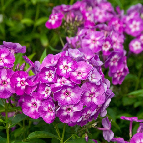 Brumarele (Phlox Laura)