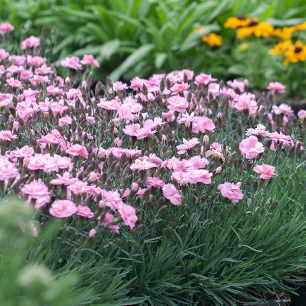 Garofite roz (Dianthus Dinetta Soft Pink)