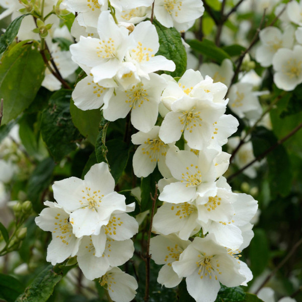 Iasomie (Philadelphus coronarius)