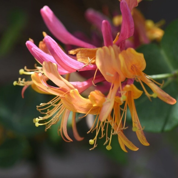 Mana Maicii Domnului ( Lonicera heckr. Goldflame) ghiveci 2 l