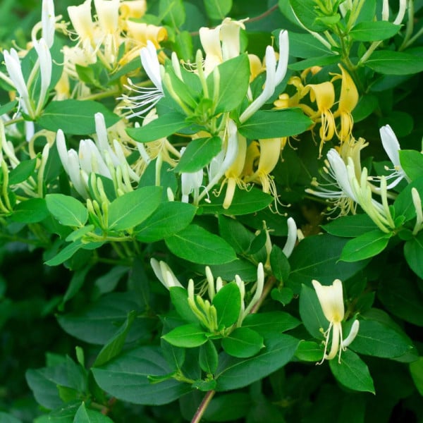 Mana Maicii Domnului (Lonicera japonica Halls prolific)