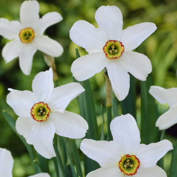 Narcise Poeticus recurvus pheasant eye (Narcissus Poeticus recurvus pheasant eye)