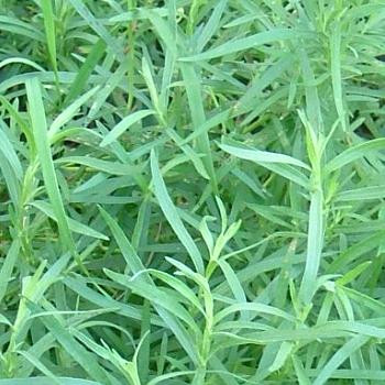 Tarhon frantuzesc (Artemisia dracunculus French Dragon)