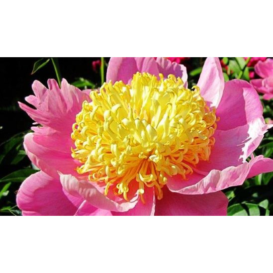 Bujor roz cu galben (Paeonia &#039;Antwerpen&#039;) - Img 1