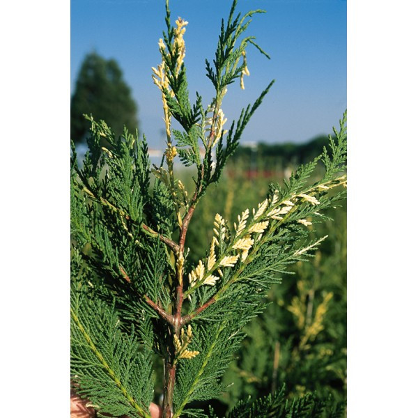 Chiparos leyland variegat (Cupresocyparis l. Variegata) - Img 1