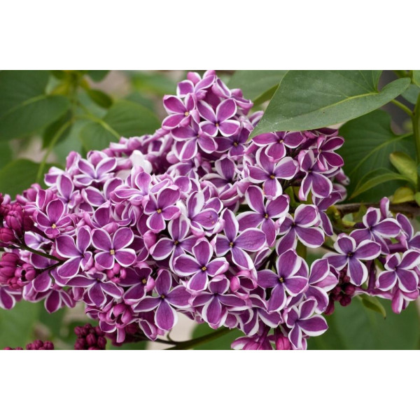 Liliac mov cu alb (Syringa vulg. Sensation) 30-50 cm