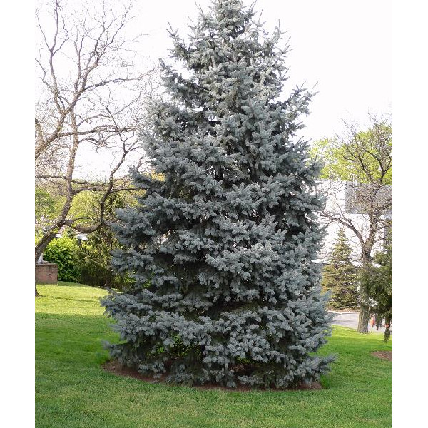 Molid intepator (Picea pungens Glauca) 40-60 cm