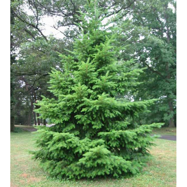 Brad douglas (Pseudotsuga menziesii) 6080 cm