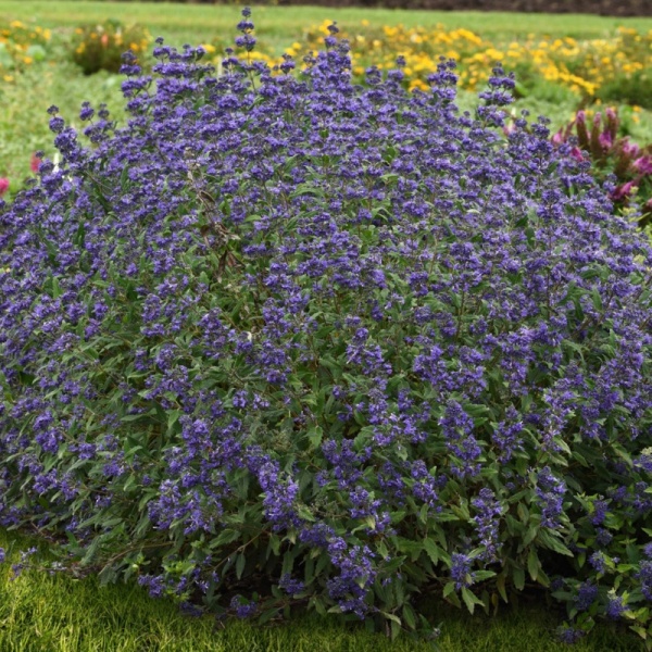 CARYOPTERIS CLANDONENSIS EMERALD CREST - BARBA ALBASTRA