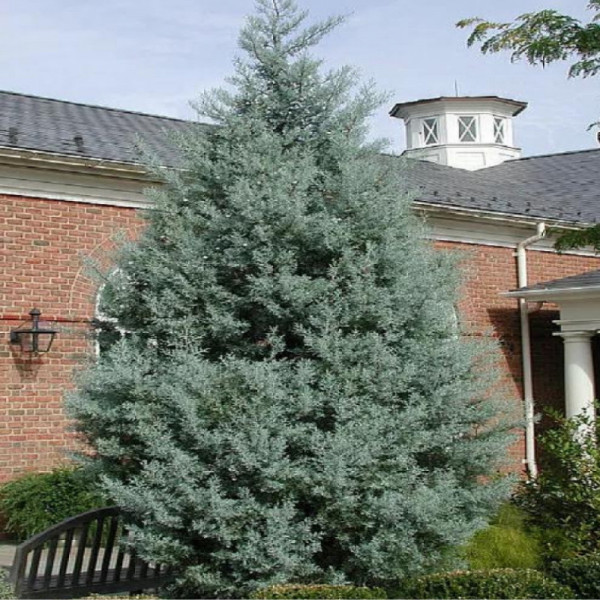 Chiparos De Arizona (Cupressus Arizonica)