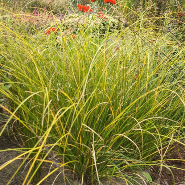 Iarba decorativa (Carex howardii Phoenix Green)