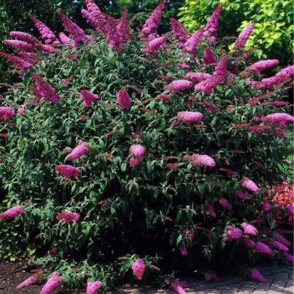 Liliac de vara roz (Buddleja dav. Pink Delight)