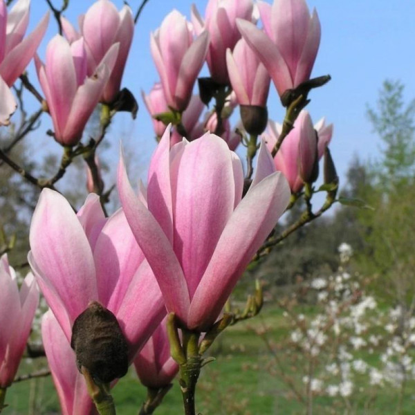Magnolia mirositoare (Magnolia Heaven Scent)