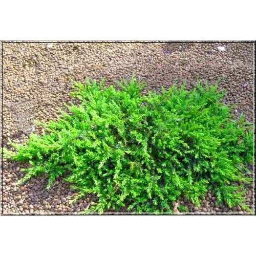 Ienupar tarator verde (Juniperus comm. Greenmantle)