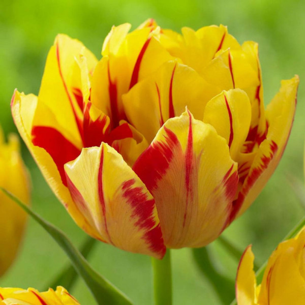 Lalele Monsella (Tulips Monsella)