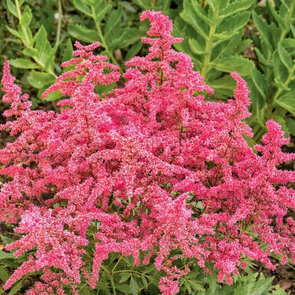 Astilbe arendsii Astary Rose Red Shades