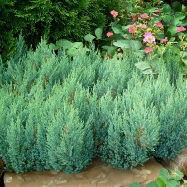 Ienupar tarator albastru (Juniperus sq. Blue Forest) ghiveci 2 l