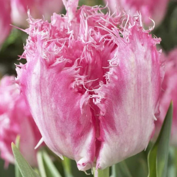 Lalele Huis Ten Bosch (Tulips Huis Ten Bosch)