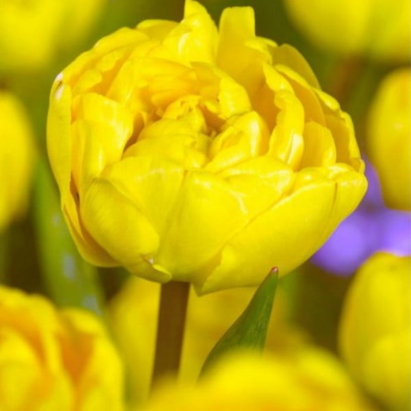 Lalele Yellow Pomponette (Tulips Yellow Pomponette)