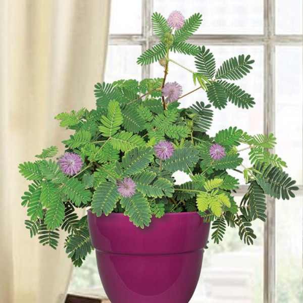 Mimoza (Mimosa pudica)