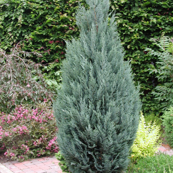 Chiparos albastru (Chamaecyparis law. Columnaris) 100-120 cm