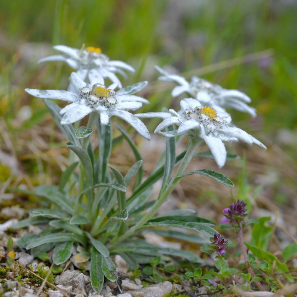 Floarea de colt (Leontopodium alpinum) - Img 1