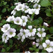 Floarea miresei alba (Gypsophila cerastioides white)