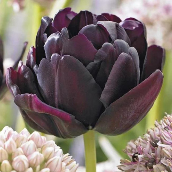 Lalele Black hero (Tulips Black Hero)