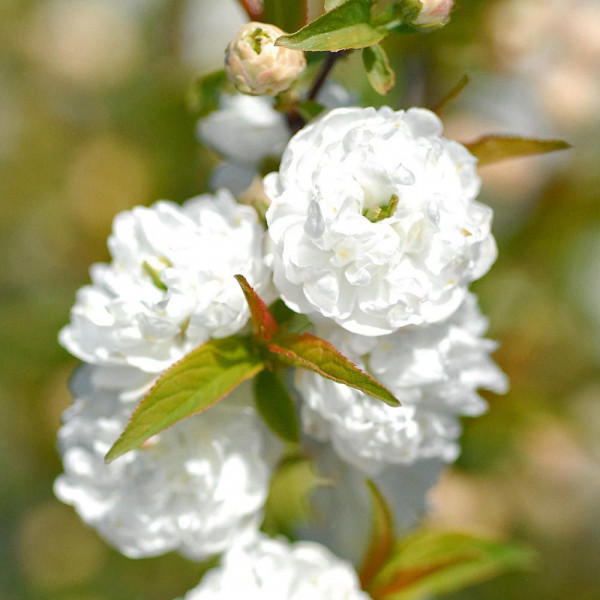 Migdal japonez alb (Prunus glandulosa Alba Plena)