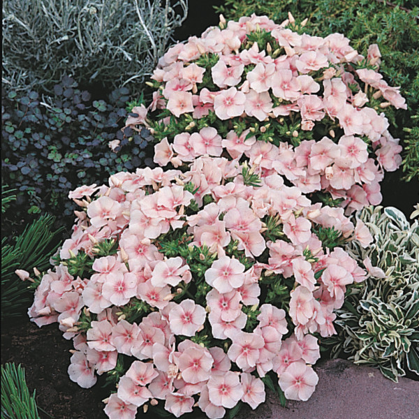 Phlox dolly (Phlox Dolly Salmon)