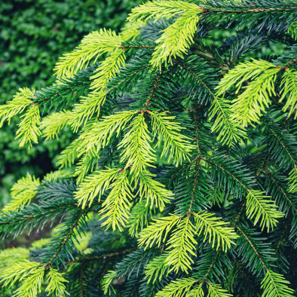 Brad de caucaz (Abies nordmanniana)