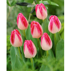 Lalele Page polka (Tulips Page Polka)