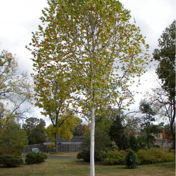 Platan (Platanus acerifolia) 120-150 cm
