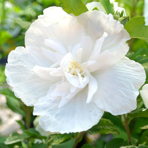 Trandafir chinezesc alb batut (Hibiscus syriacus White Chiffon)