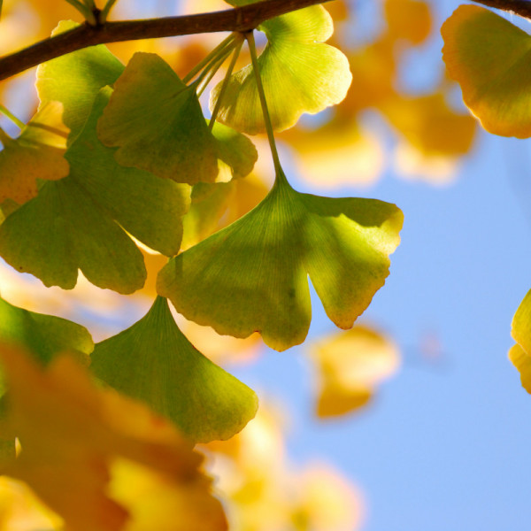 Ginkgo (Ginkgo biloba)