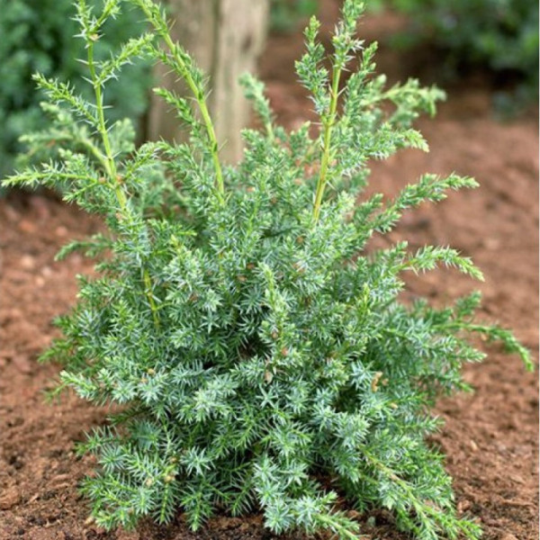 Ienupăr Blue Alps (Juniperus Blue Alps)